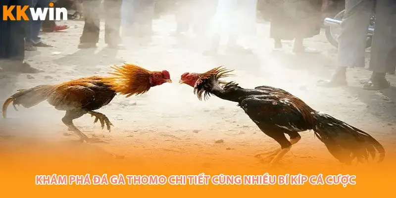 Đá gà thomo